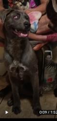 Lost Female Dog last seen Mesa drive , Mesa, AZ 85204