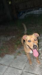 Found/Stray Female Dog last seen 22nd st s, St. Petersburg, FL 33712