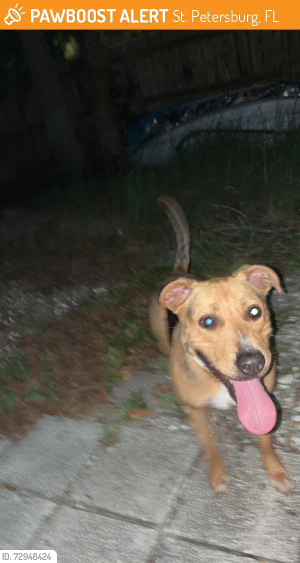 Found/Stray Female Dog last seen 22nd st s, St. Petersburg, FL 33712
