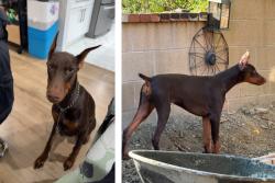 Lost Female Dog last seen Summit Ranch / Carbon Canyon / Olivine Dr CHINO HILLS, Chino Hills, CA 91709