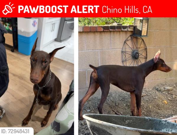 Lost Female Dog last seen Summit Ranch / Carbon Canyon / Olivine Dr CHINO HILLS, Chino Hills, CA 91709