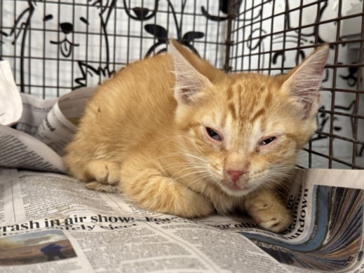Shelter Stray Male Cat last seen , San Pedro, CA 90731