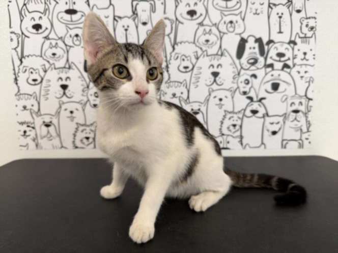 Shelter Stray Female Cat last seen , 957 N Gaffey St, San Pedro, CA 90731, USA
