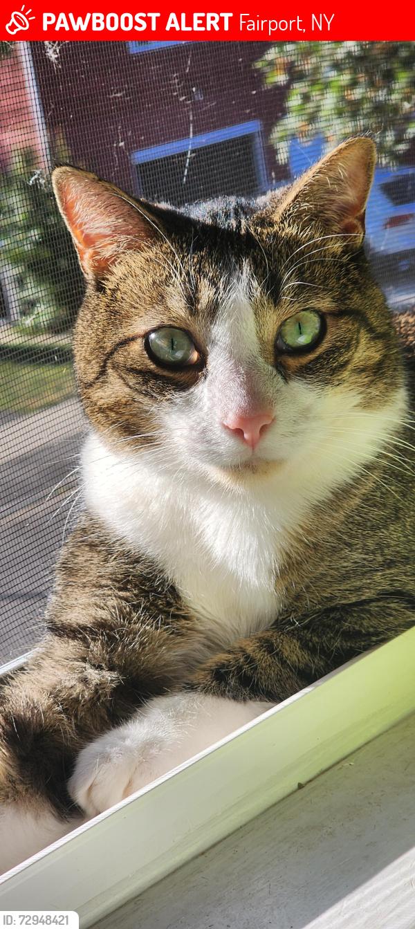 Lost Male Cat last seen South Ave/Baumer Place, Fairport, NY 14450