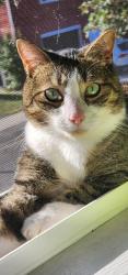 Lost Male Cat last seen South Ave/Baumer Place, Fairport, NY 14450
