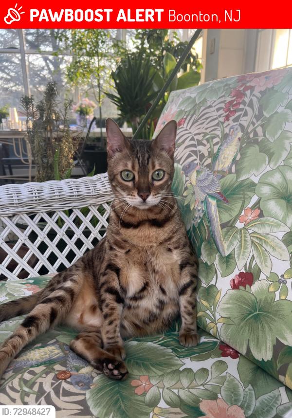 Lost Female Cat last seen Boonton Avenue & Wiltshire Dr & crestfield rd , Boonton, NJ 07005