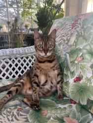 Lost Female Cat last seen Boonton Avenue & Wiltshire Dr & crestfield rd , Boonton, NJ 07005