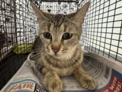 Shelter Stray Female Cat last seen , San Pedro, CA 90731