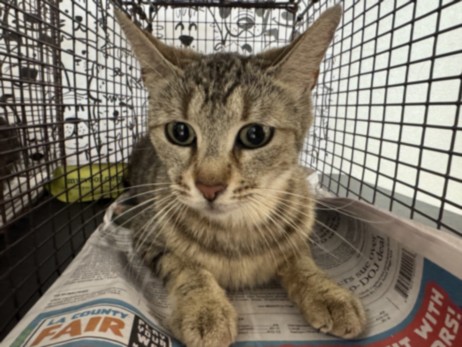 Shelter Stray Female Cat last seen , San Pedro, CA 90731
