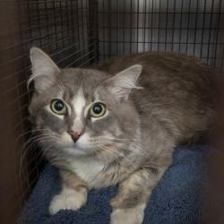 Shelter Stray Male Cat last seen , San Pedro, CA 90731