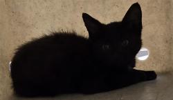 Shelter Stray Male Cat last seen , Quartz Hill, CA 93536