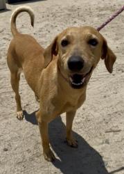 Shelter Stray Male Dog last seen Near BLOCK BUSH ST, ARVIN CA 93203, Bakersfield, CA 93308
