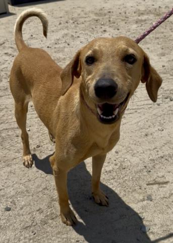 Shelter Stray Male Dog last seen Near BLOCK BUSH ST, ARVIN CA 93203, Bakersfield, CA 93308