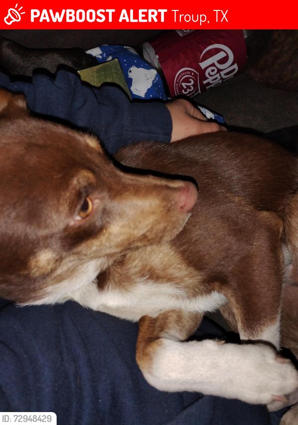 Lost Male Dog last seen Dollar general , Troup, TX 75789