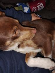 Lost Male Dog last seen Dollar general , Troup, TX 75789