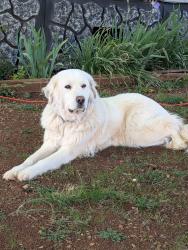 Reunited Female Dog last seen Dandridge Tennessee , Dandridge, TN 37725