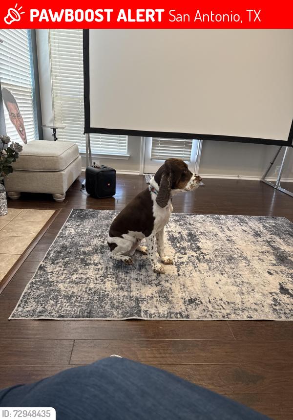 Lost Male Dog last seen Near , San Antonio, TX 78216