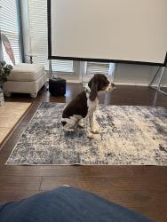 Lost Male Dog last seen Near , San Antonio, TX 78216