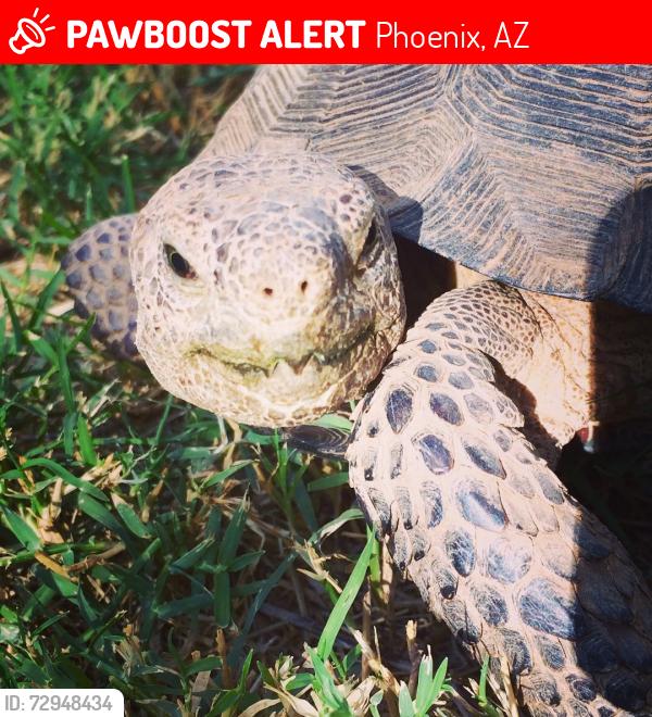 Lost Female Reptile last seen Near ave and Bell, Phoenix, AZ 85023