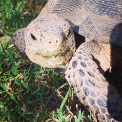 Lost Female Reptile last seen Near ave and Bell, Phoenix, AZ 85023