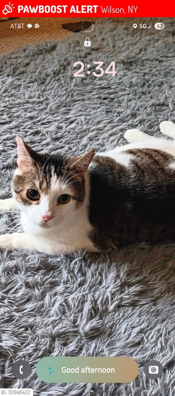 Lost Male Cat last seen Lake Street and Route 495, Wilson, NY 14172