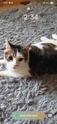 Lost Male Cat last seen Lake Street and Route 495, Wilson, NY 14172