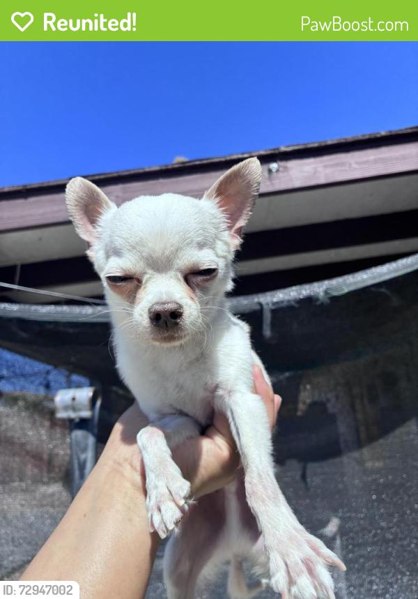 Reunited Male Dog last seen Palm Dr, Desert Hot Springs, CA, USA, Desert Hot Springs, CA 92240