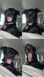 Reunited Male Dog last seen 50th st & girard ave, Philadelphia, PA 19131
