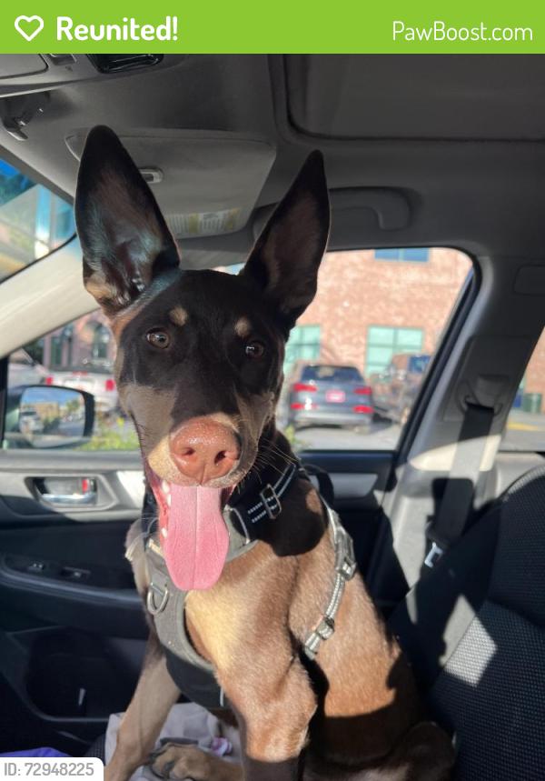 Reunited Male Dog last seen Brickyard bar, Salt Lake City, UT 84105