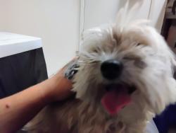 Reunited Unknown Dog last seen my front door, Bakersfield, CA 93309