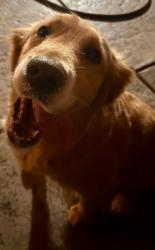 Reunited Female Dog last seen Starlight/Moonstone, Beaumont, CA 92223