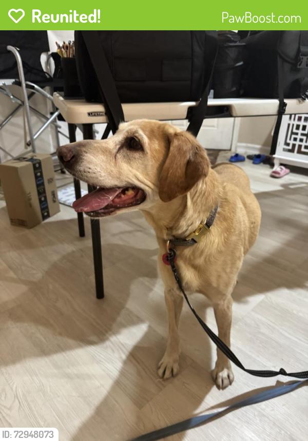 Reunited Unknown Dog last seen Van Ness Ave, North Las Vegas, NV 89081, USA, North Las Vegas, NV 89081