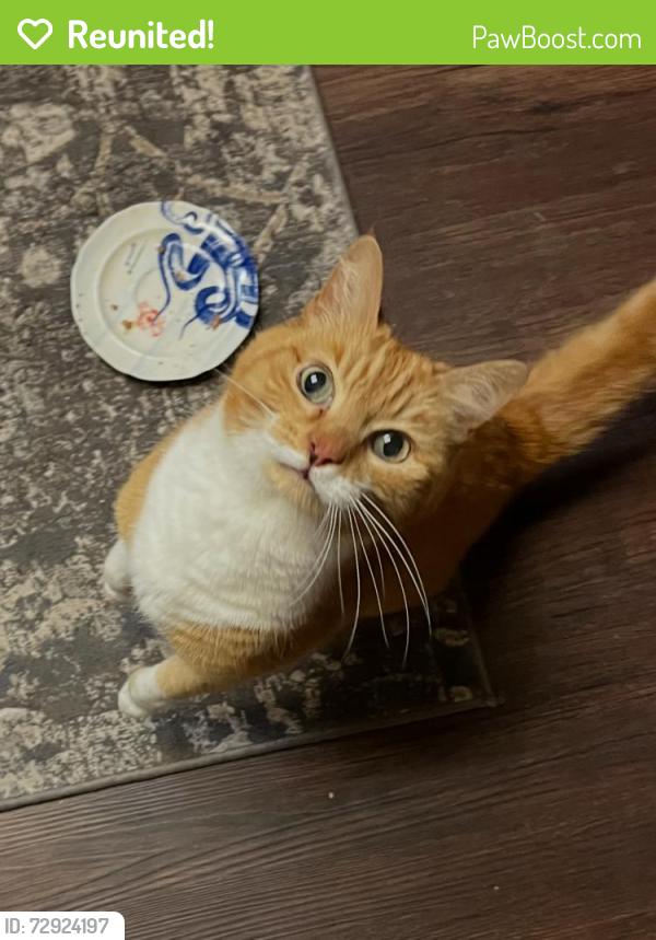 Reunited Male Cat last seen Clover Creek Subdivision, Boise, ID 83713