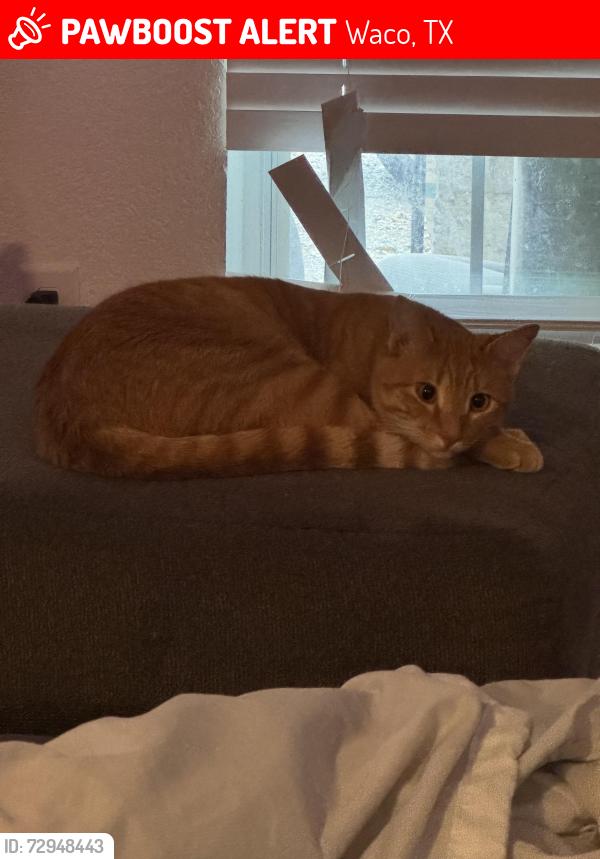 Lost Male Cat last seen Council acre park, Waco, TX 76706