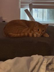 Lost Male Cat last seen Council acre park, Waco, TX 76706