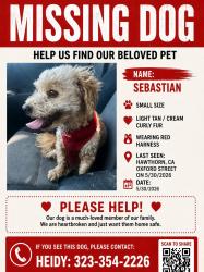 Reunited Male Dog last seen Oxford St. Hawthorne CA, Hawthorne, CA 90250