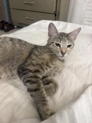 Reunited Female Cat last seen Prince and 1st, Tucson, AZ 85719