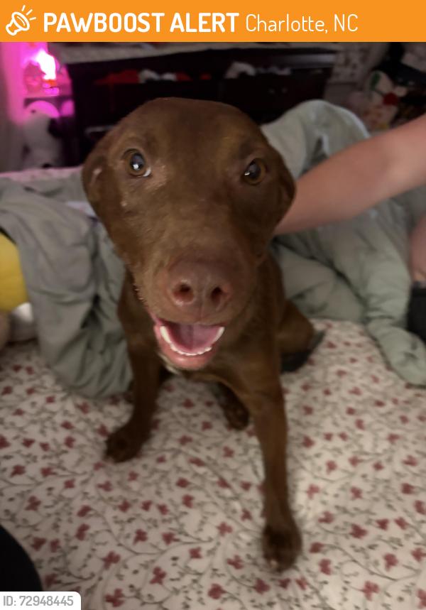 Found/Stray Female Dog last seen Old Ardrey kell, Charlotte, NC 28277