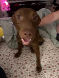 Found/Stray Female Dog last seen Old Ardrey kell, Charlotte, NC 28277