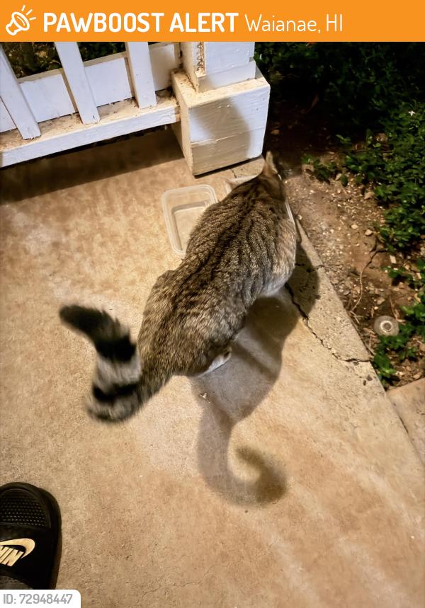 Found/Stray Unknown Cat last seen Sea Country, Waianae, HI 96792