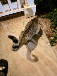 Found/Stray Unknown Cat last seen Sea Country, Waianae, HI 96792