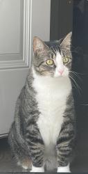 Lost Female Cat last seen Westheimer and dunlavy, Houston, TX 77006