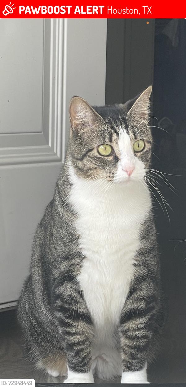 Lost Female Cat last seen Westheimer and dunlavy, Houston, TX 77006