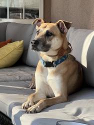 Lost Male Dog last seen Burns Rd and Pleasant Hill Rd, Lilburn, GA 30047