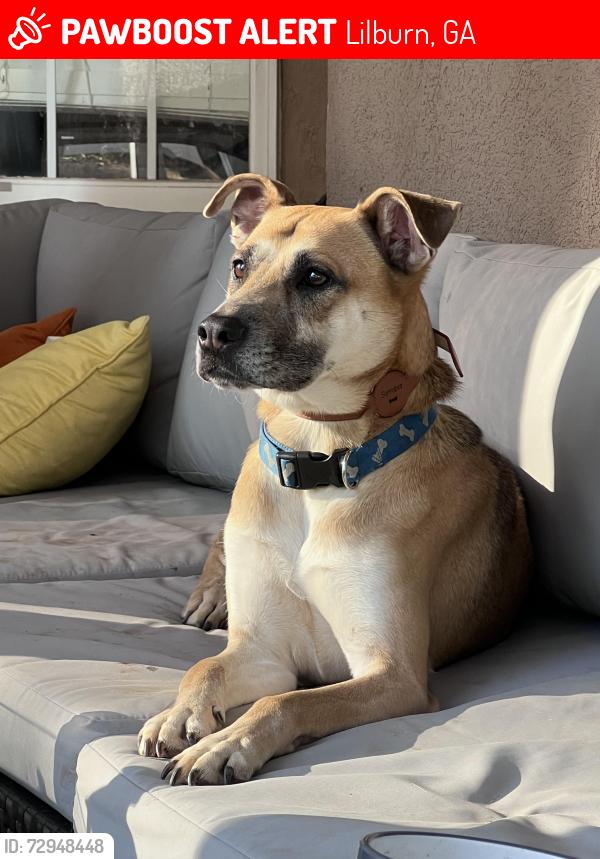 Lost Male Dog last seen Burns Rd and Pleasant Hill Rd, Lilburn, GA 30047