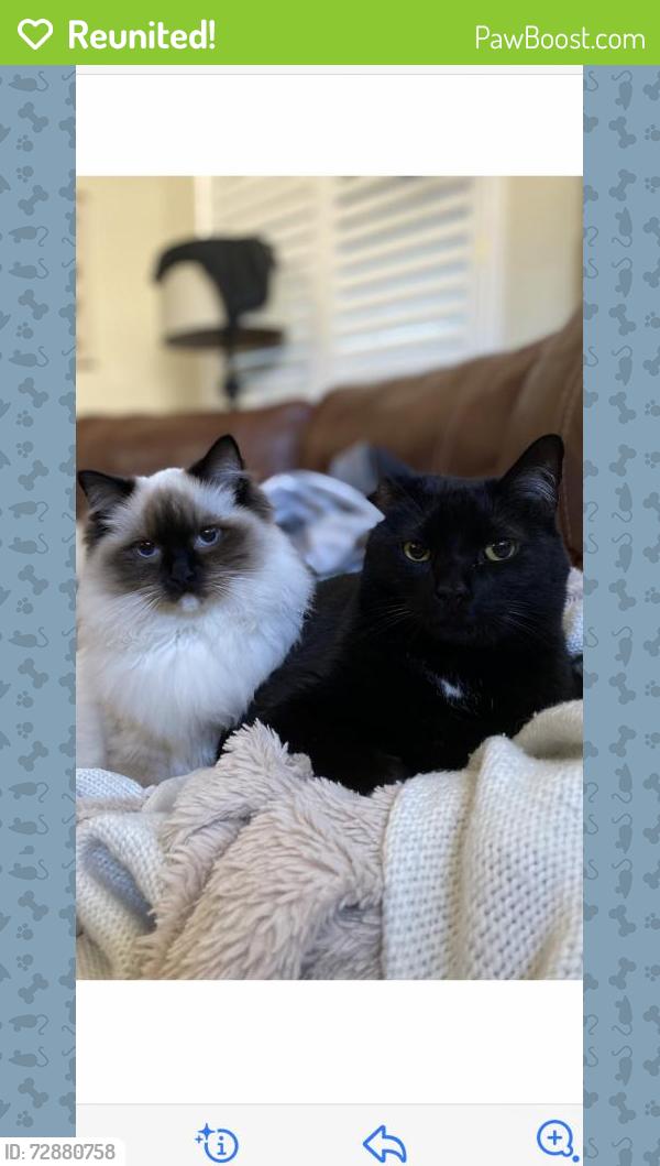 Reunited Male Cat last seen Independence and Hedgecox, Plano, TX 75025