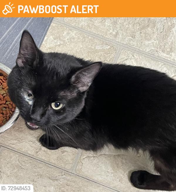 Found/Stray Male Cat last seen Tralee Neighborhood, Johnston County, NC 27577