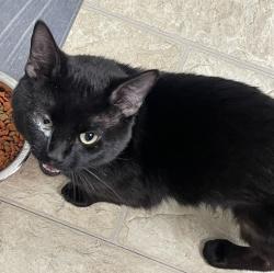 Found/Stray Male Cat last seen Tralee Neighborhood, Johnston County, NC 27577