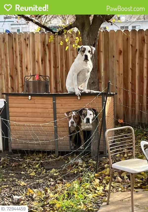 Reunited Male Dog last seen Power inn, Sacramento ca 95828, Sacramento, CA 95828