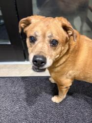 Found/Stray Male Dog last seen North St./ Cain rd intersection , Olympia, WA 98501